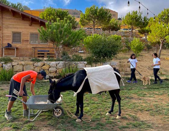 donkey-being-fed-on-a-farm