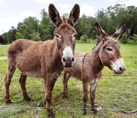 donkey-pair-near-fencing