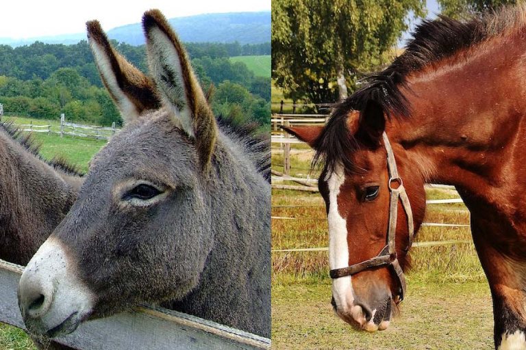 Are Donkeys Cheaper to Keep Than Horses? [With Cost Breakdown]