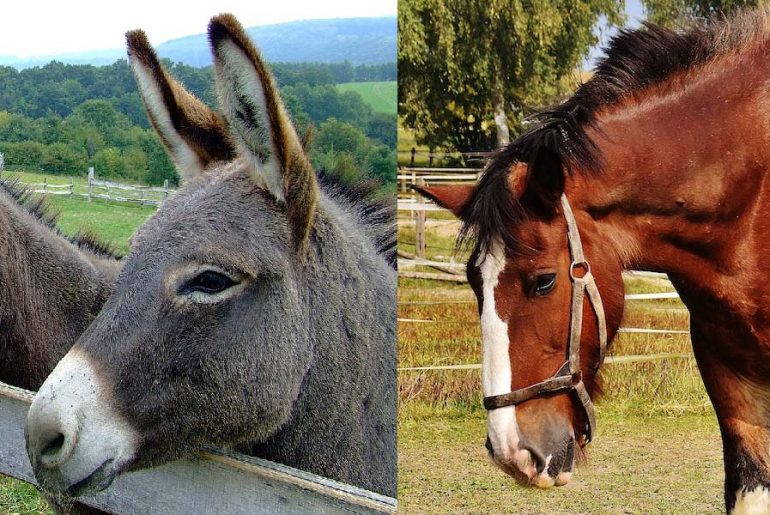 Are-Donkeys-Cheaper-to-Keep-Than-Horses
