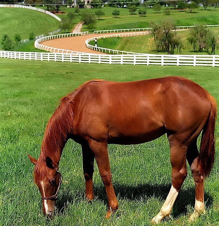 Horse-on-a-farm