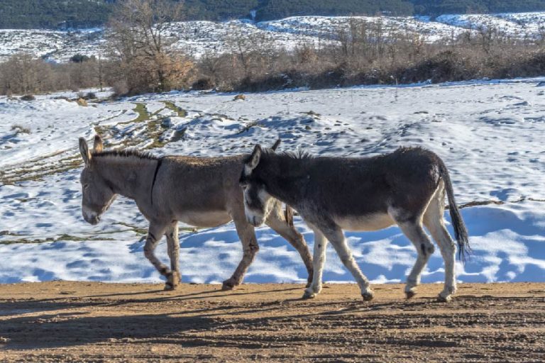 How Cold is Too Cold for a Donkey? [Plus Tips to Keep Them Warm]