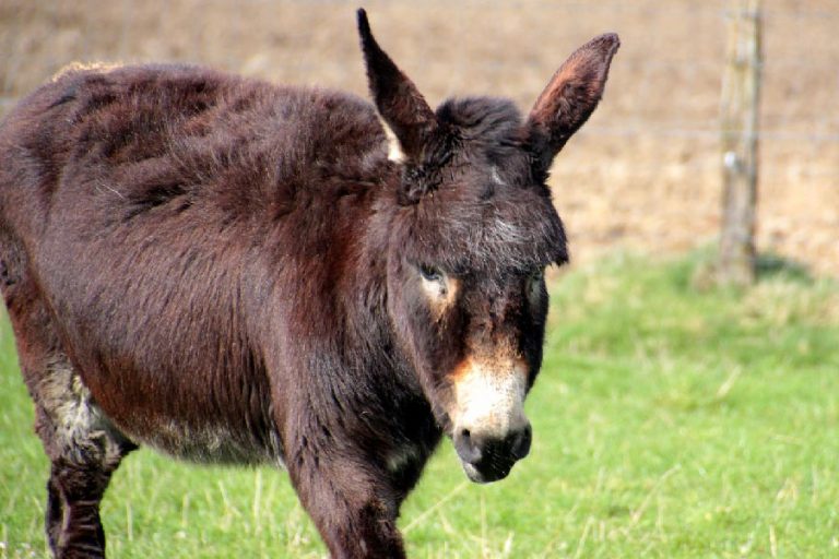 How to Get Rid of Flies on Your Donkey? [Plus Prevention Methods]