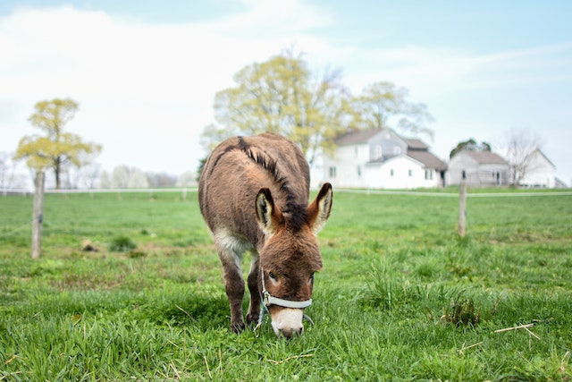 donkey eating grass