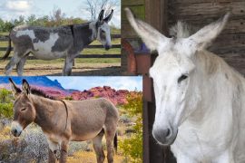 donkey-vs-mule-vs-burro