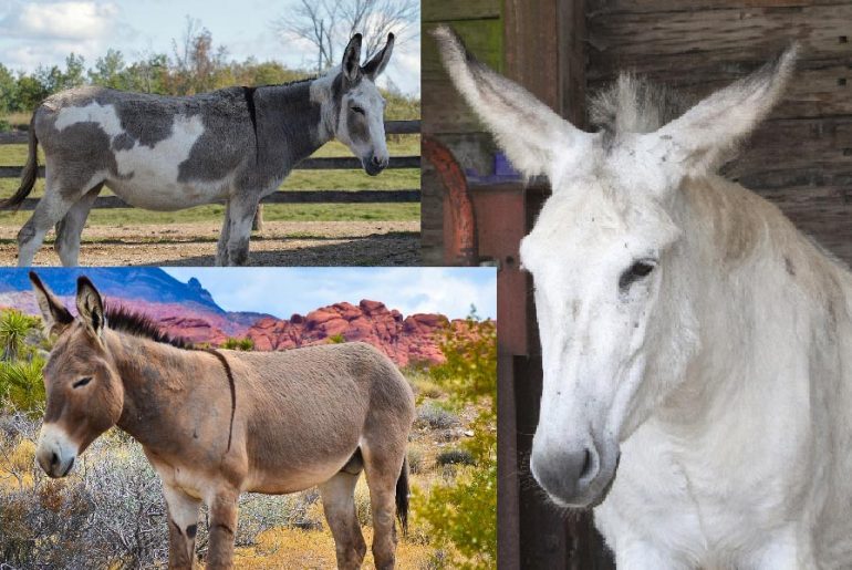donkey-vs-mule-vs-burro
