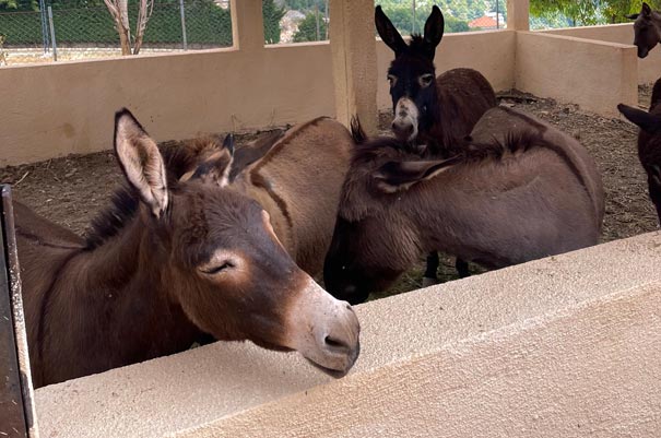 donkeys-in-shelter