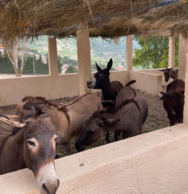 donkeys-in-shelter