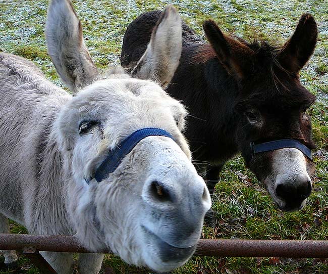 donkeys-on-farm