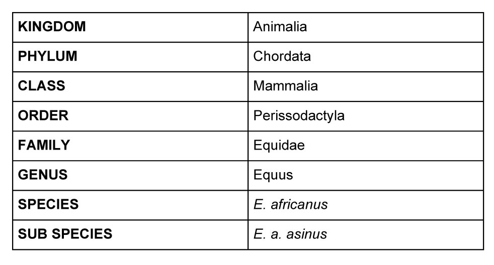 donkeys-scientific-classification
