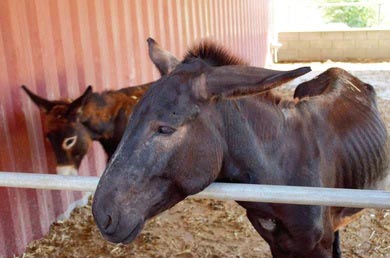 underweight donkey