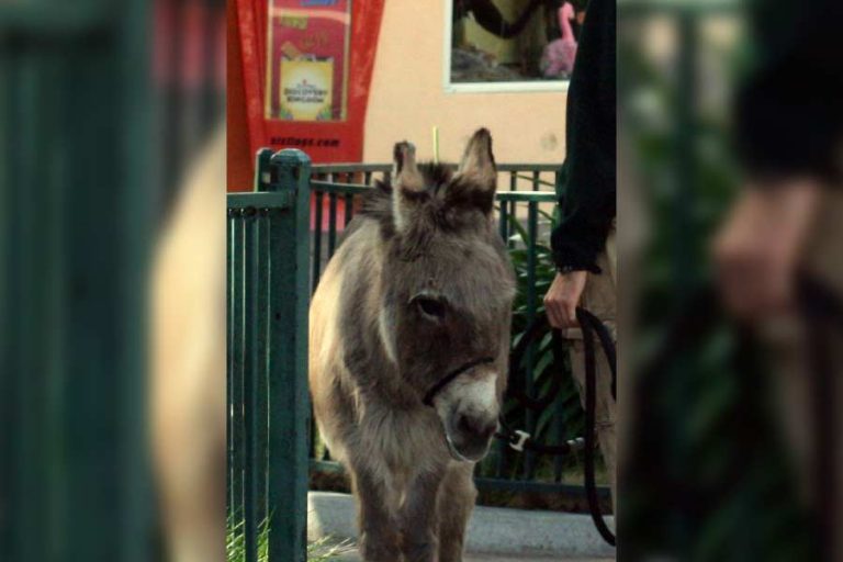 how-much-land-does-a-miniature-donkey-need