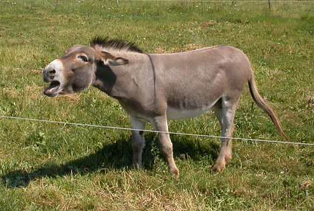 donkey braying