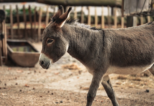 donkey on farm