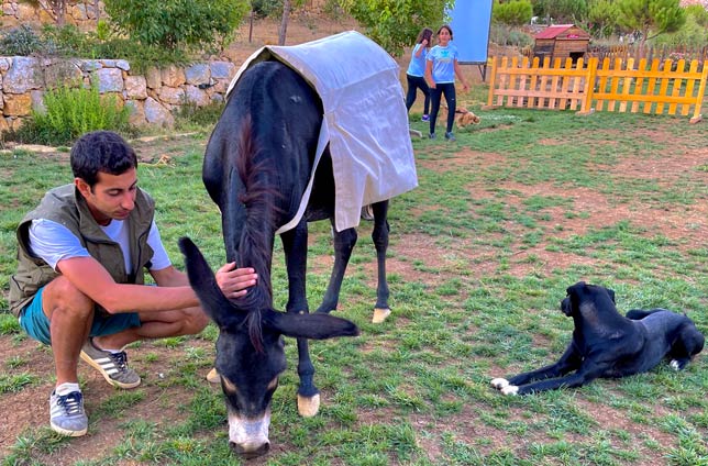 donkey with dog