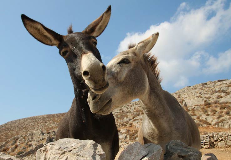 donkeys behaving among themselves