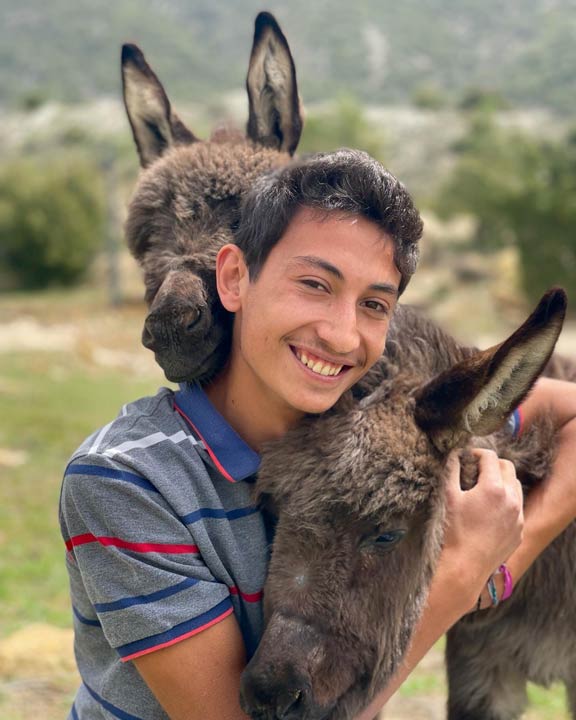 donkeys showing affection