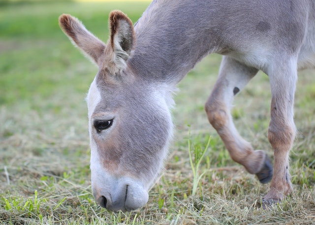 grazing donkey