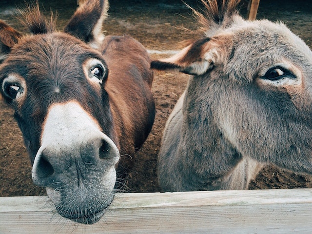 healthy donkeys