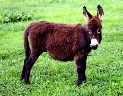 miniature donkey in its pasture
