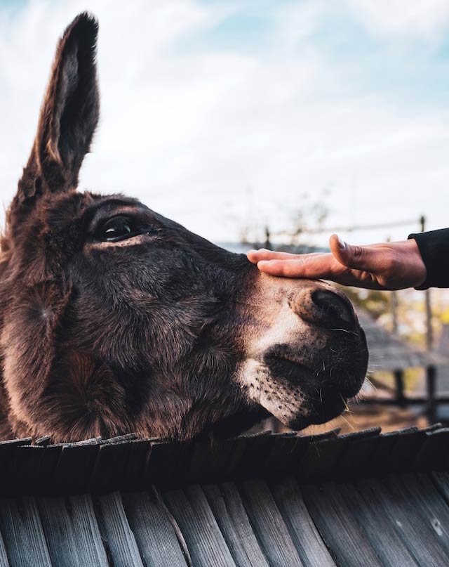 petting a donkey