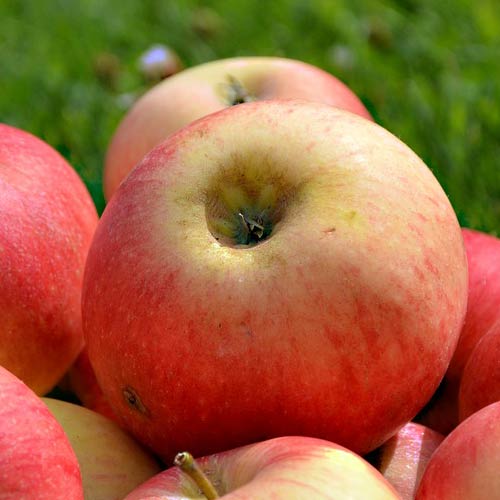 15 Healthy Treats for Donkeys That Are Easy to Find [Plus What to Avoid]