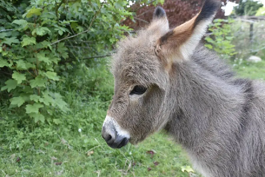 how much land does a miniature donkey need