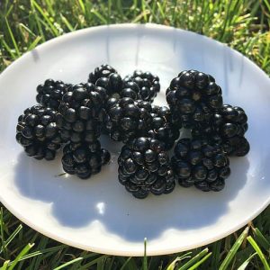 blackberries