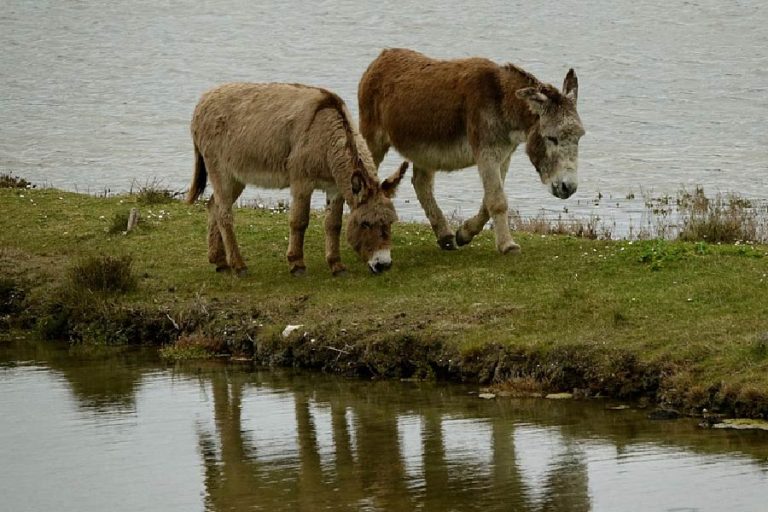Can Donkeys Swim? [Should You Allow Them in Water?]