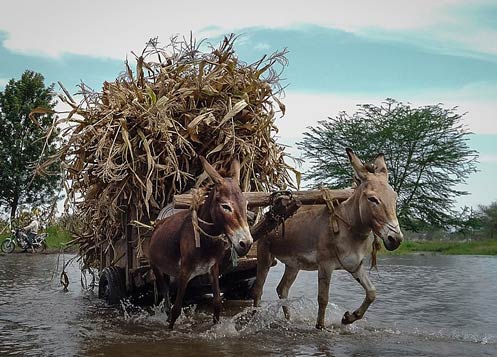 donkeys pulling a cart through river