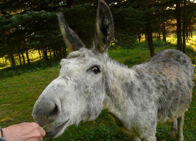 giving treats to donkeys