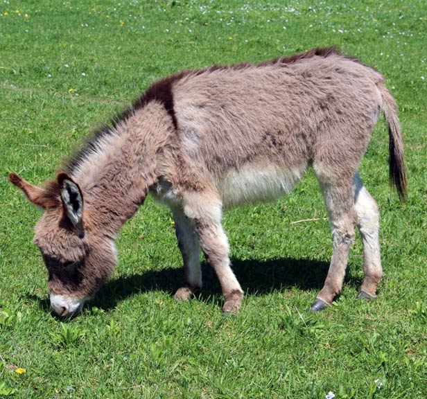 miniature donkey in pasture