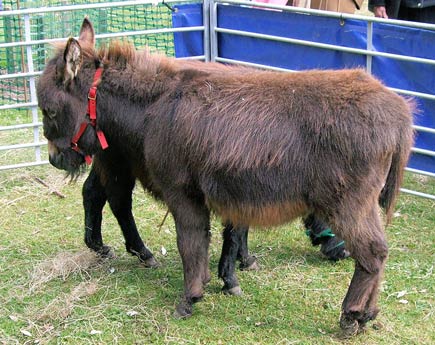 miniature donkey in yard