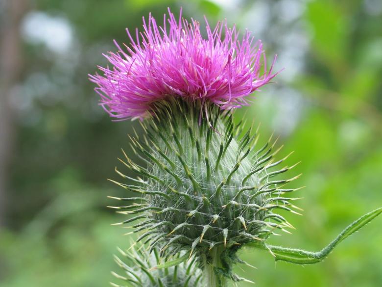 scotch thistle