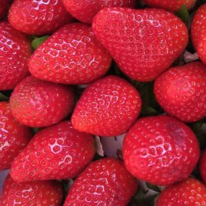 strawberries for donkeys