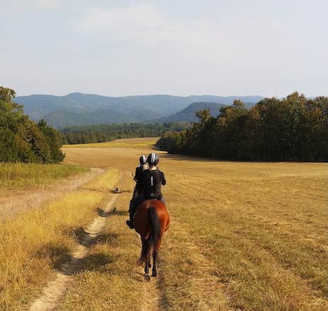 taking horses out