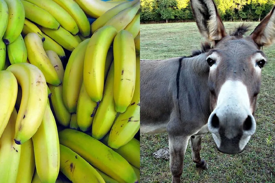 healthy treats for donkeys