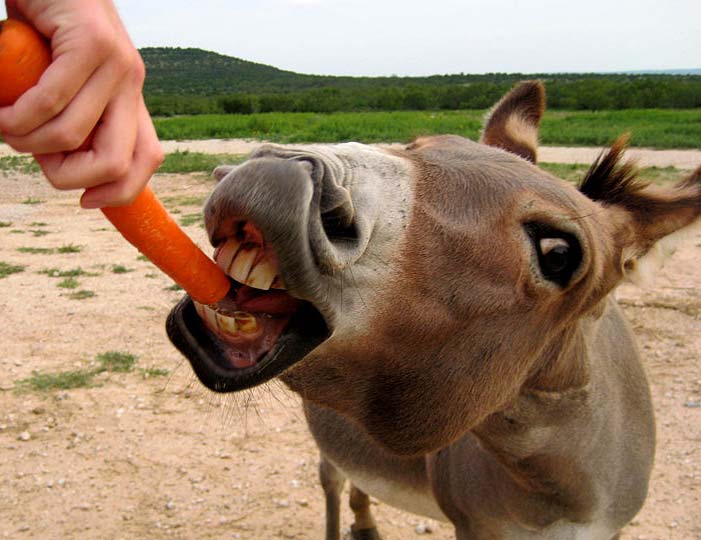 donkey eating carrot