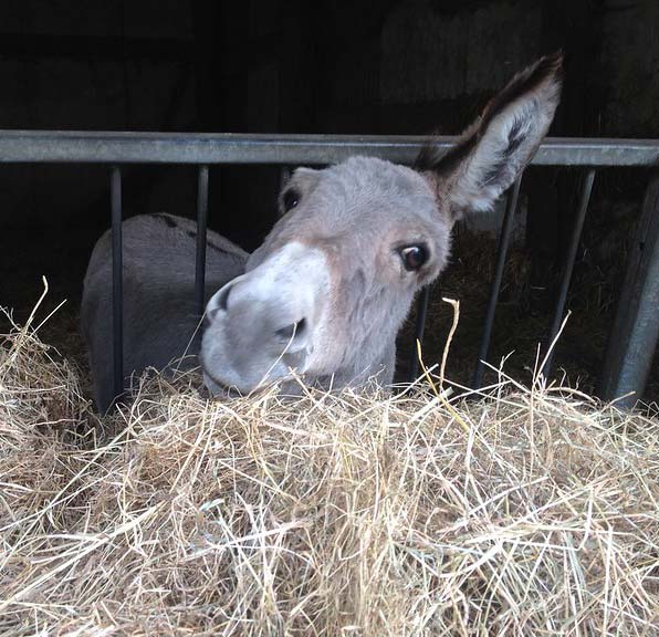 donkey eating hay