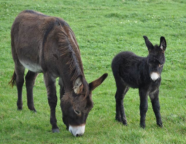 donkey-on-pasture