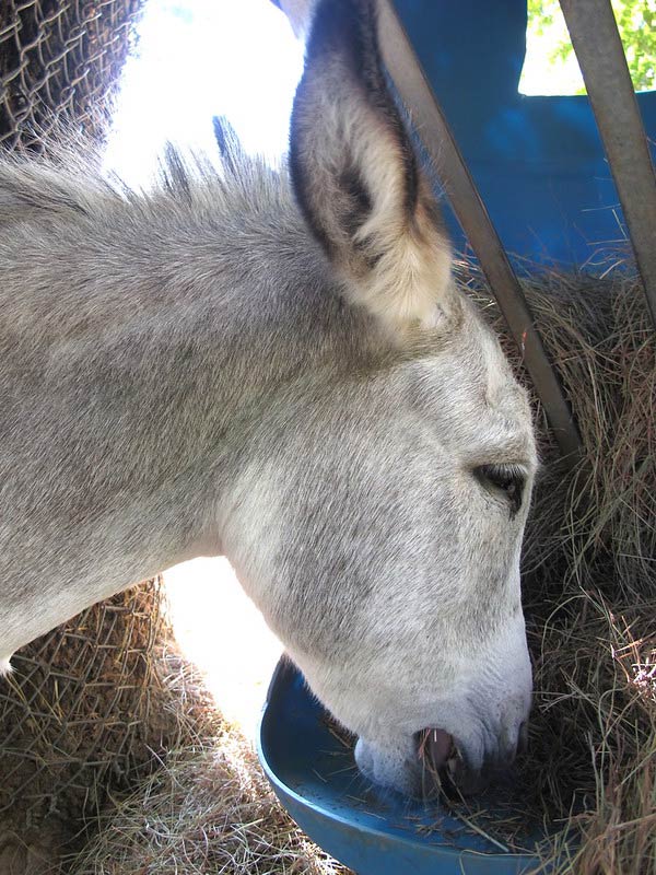 feeding-donkey