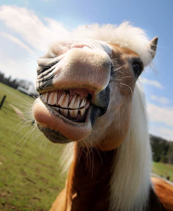 horse baring teeth