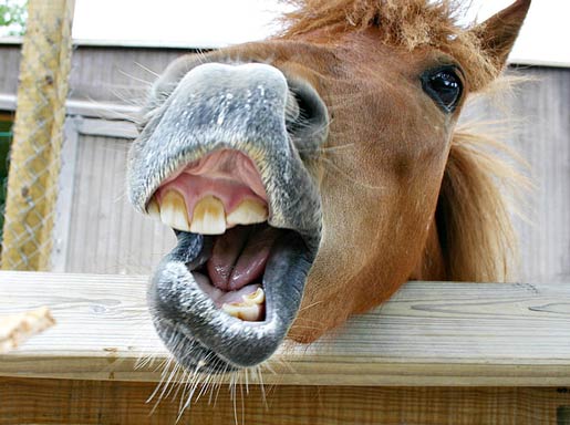 horse showing teeth
