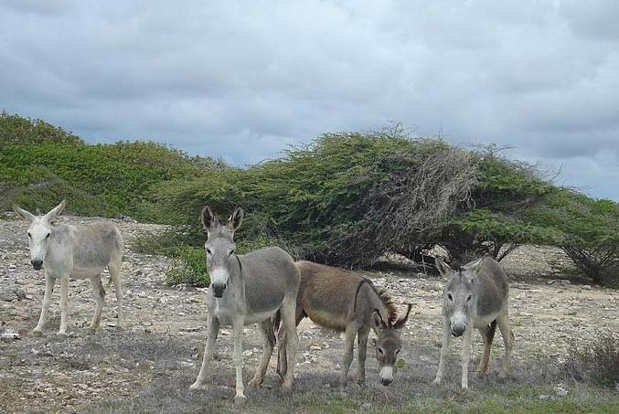 wild donkeys