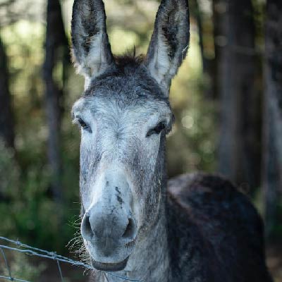 andalusian donkey