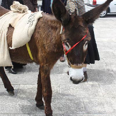 burro farineiro donkey