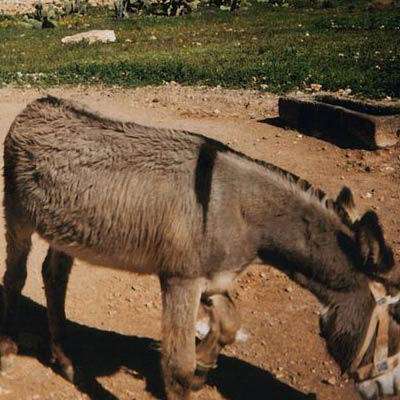burro-majorero-donkey