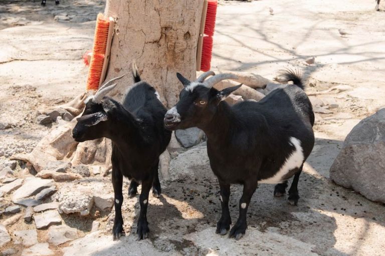 Are Goats and Sheep Related? [Plus How Are They Different]