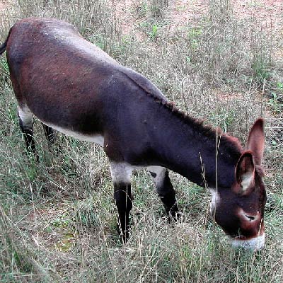 mallorquina donkey