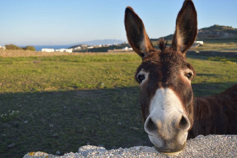 Pros-and-Cons-of-Owning-a-Donkey